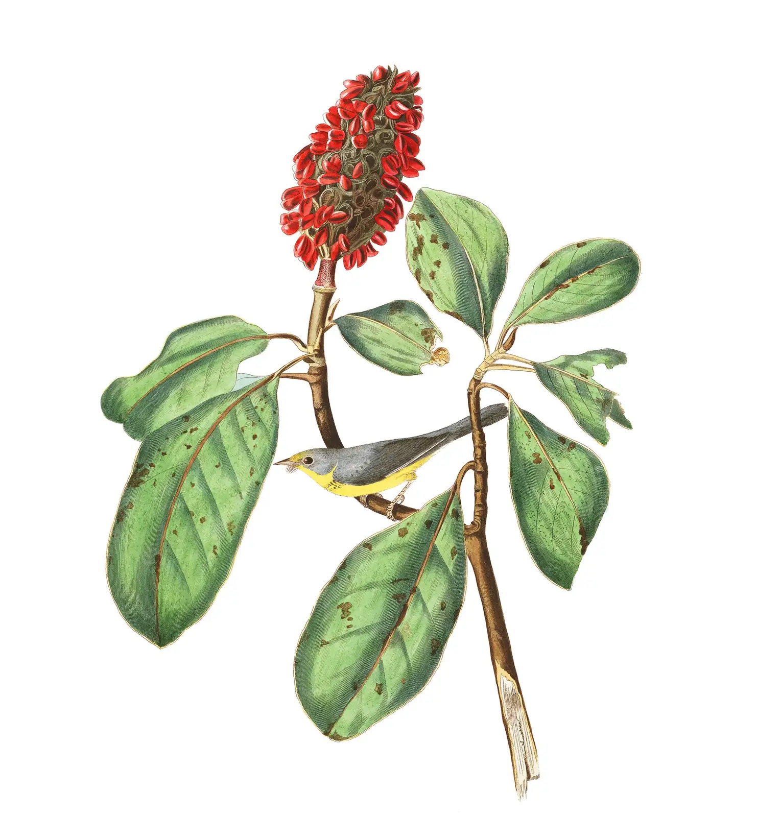 Plate 5 of Audubon's The Birds of America: Canada Warbler (Cardellina canadensis)