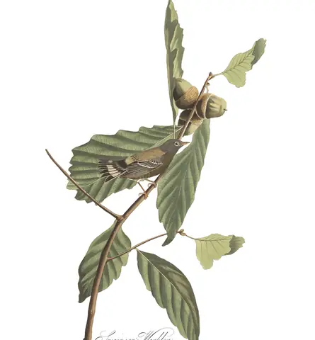 Plate 50 of Audubon's The Birds of America: Magnolia Warbler (Setophaga magnolia)