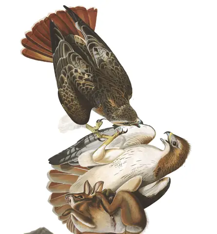 Plate 51 of Audubon's The Birds of America: Red-tailed Hawk (Buteo jamaicensis)