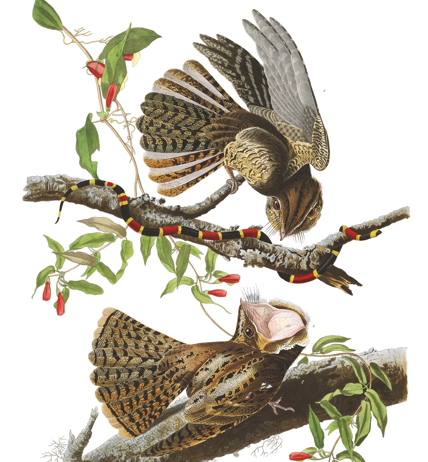Plate 52 of Audubon's The Birds of America: Chuck-will's-widow (Antrostomus carolinensis)