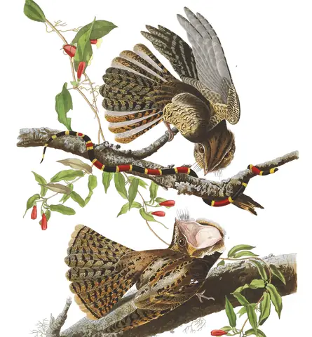 Plate 52 of Audubon's The Birds of America: Chuck-will's-widow (Antrostomus carolinensis)