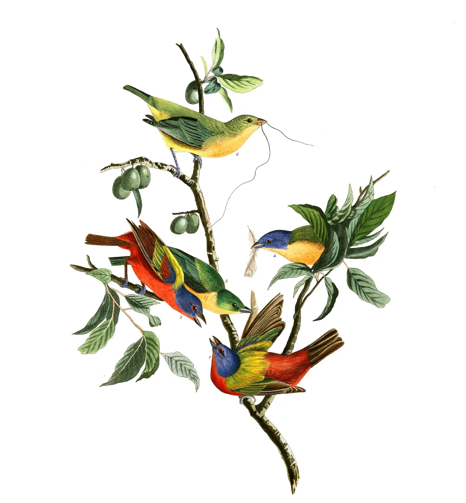 Plate 53 of Audubon's The Birds of America: Painted Bunting (Passerina ciris)