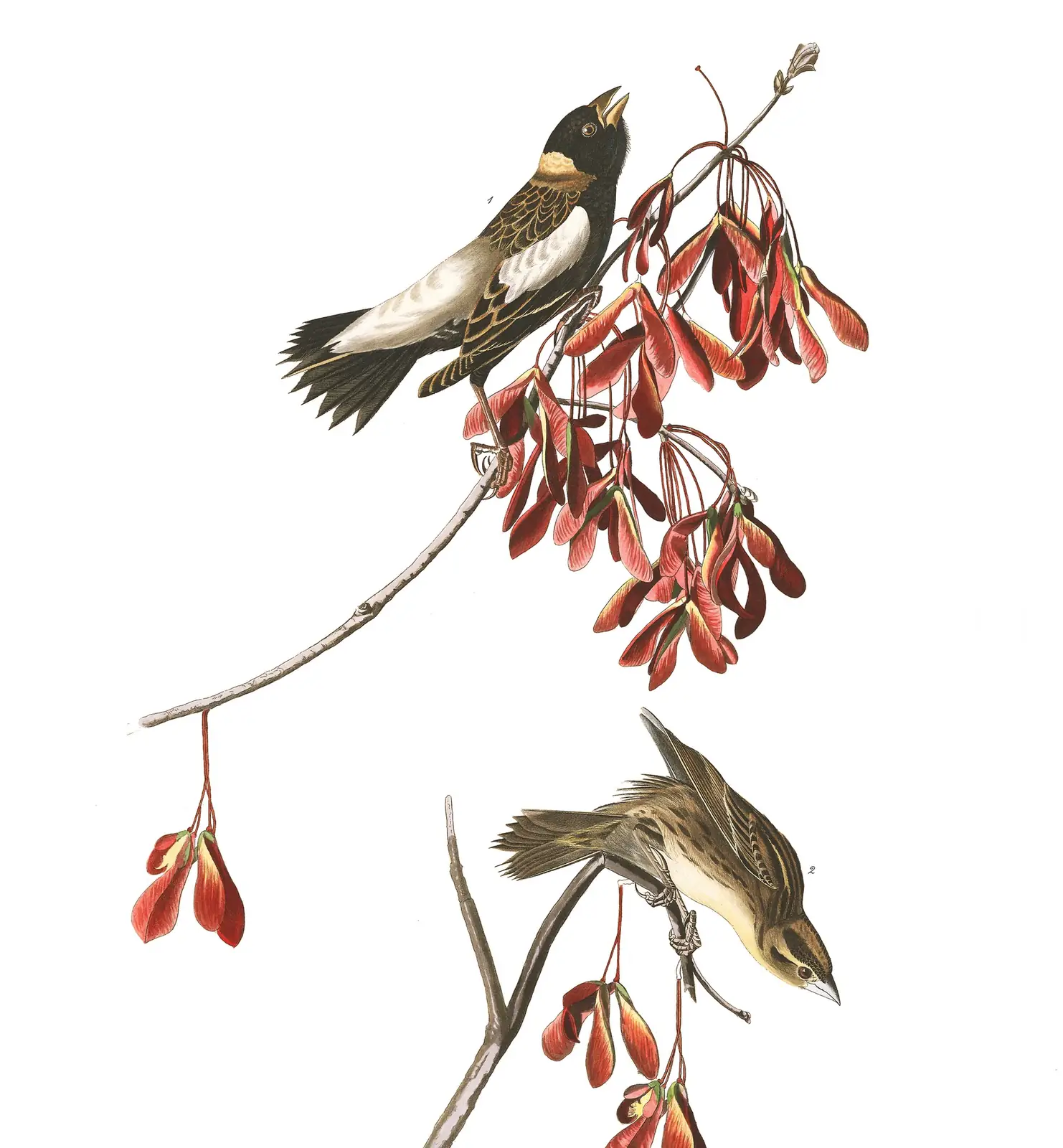 Plate 54 of Audubon's The Birds of America: Bobolink (Dolichonyx oryzivorus)