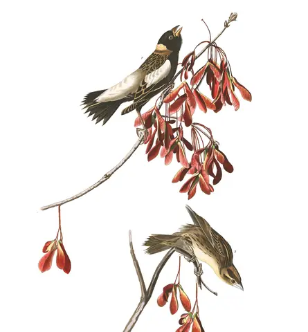 Plate 54 of Audubon's The Birds of America: Bobolink (Dolichonyx oryzivorus)