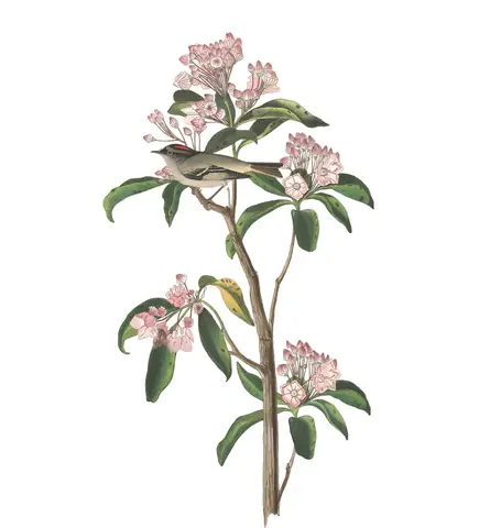 Plate 55 of Audubon's The Birds of America: “Cuvier's Kinglet”, not identified