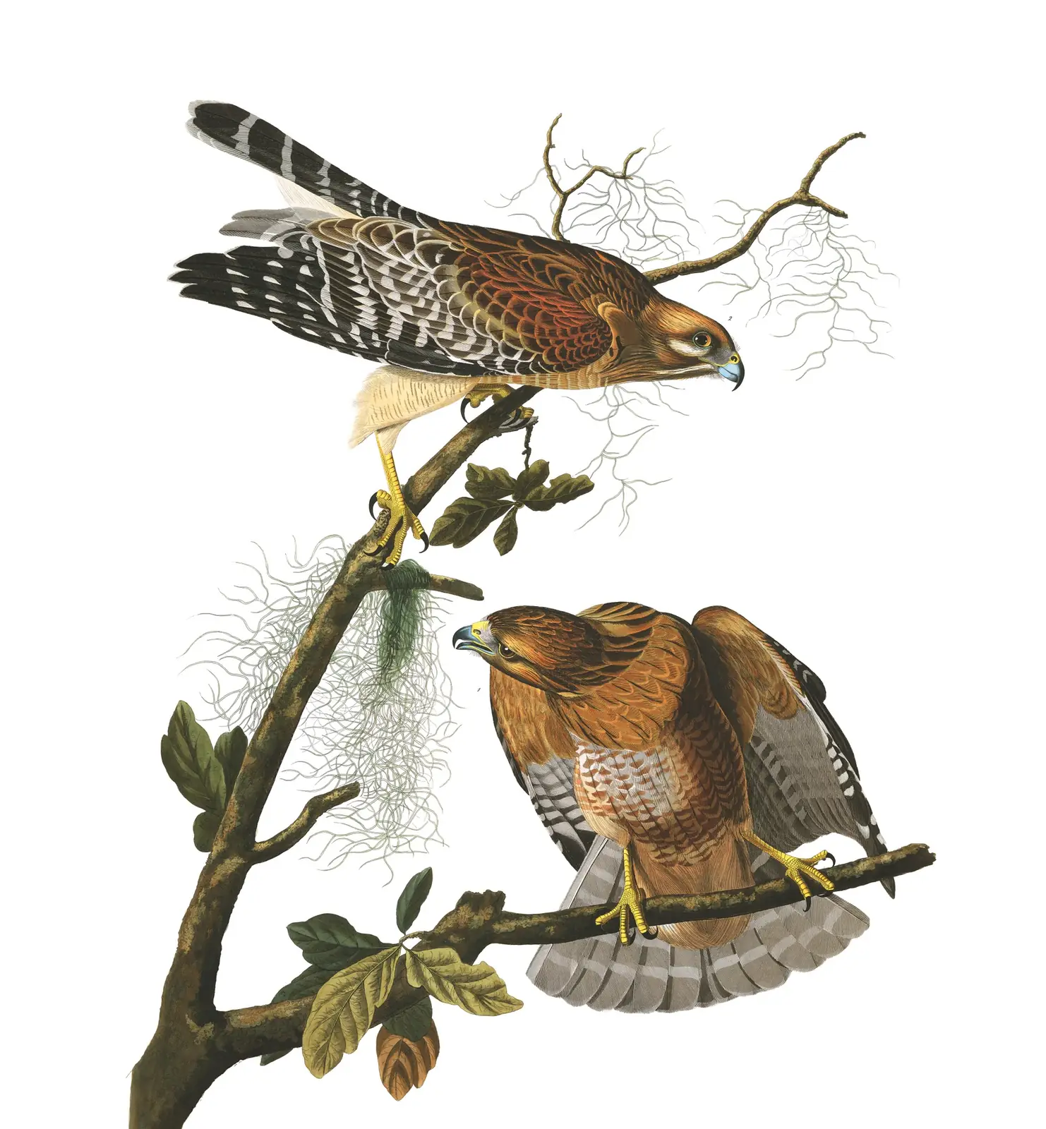 Plate 56 of Audubon's The Birds of America: Red-shouldered Hawk (Buteo lineatus)