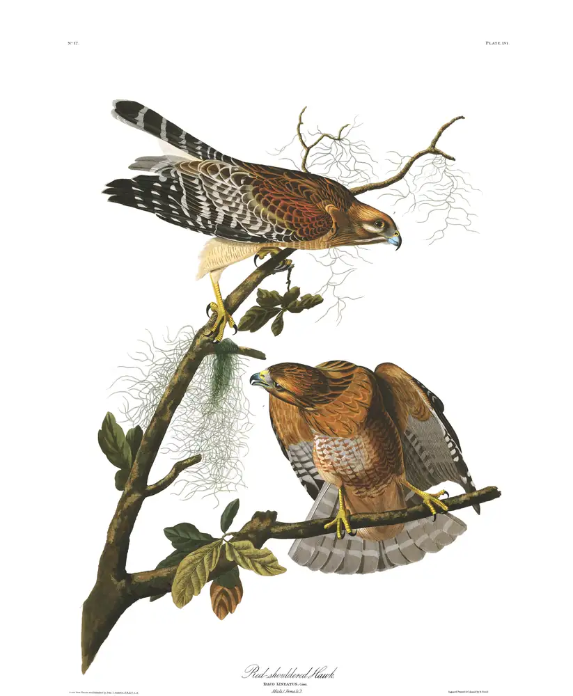 The whole sheet of plate 56, with its engraved caption