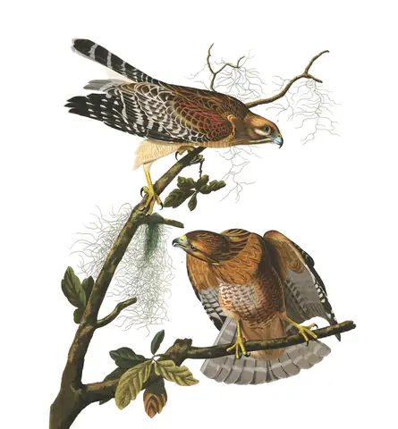 Plate 56 of Audubon's The Birds of America: Red-shouldered Hawk (Buteo lineatus)