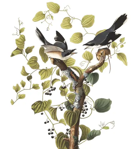 Plate 57 of Audubon's The Birds of America: Loggerhead Shrike (Lanius ludovicianus)