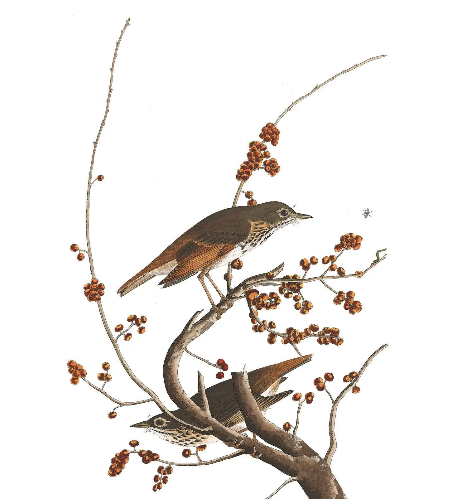Plate 58 of Audubon's The Birds of America: Hermit Thrush (Catharus guttatus)