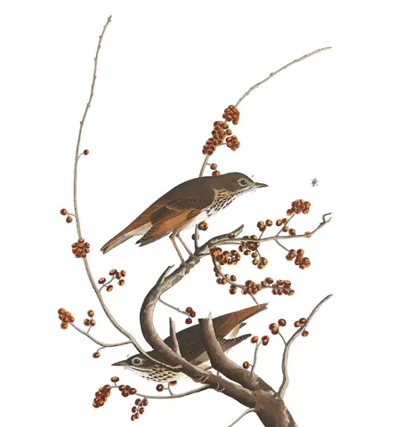 Plate 58 of Audubon's The Birds of America: Hermit Thrush (Catharus guttatus)