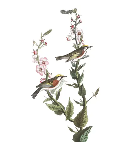 Plate 59 of Audubon's The Birds of America: Chestnut-sided Warbler (Setophaga pensylvanica)