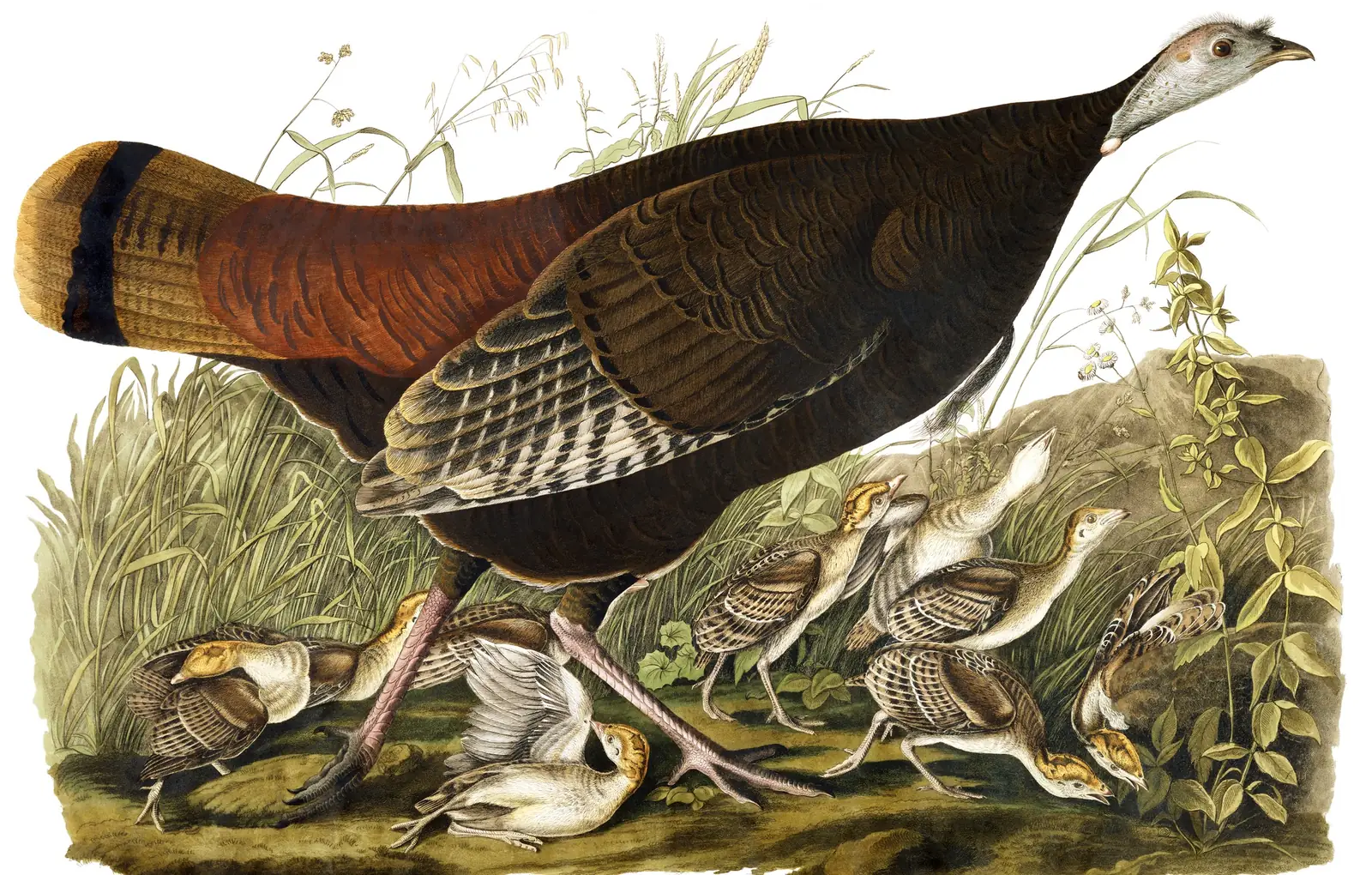 Plate 6 of Audubon's The Birds of America: Wild Turkey (Meleagris gallopavo)