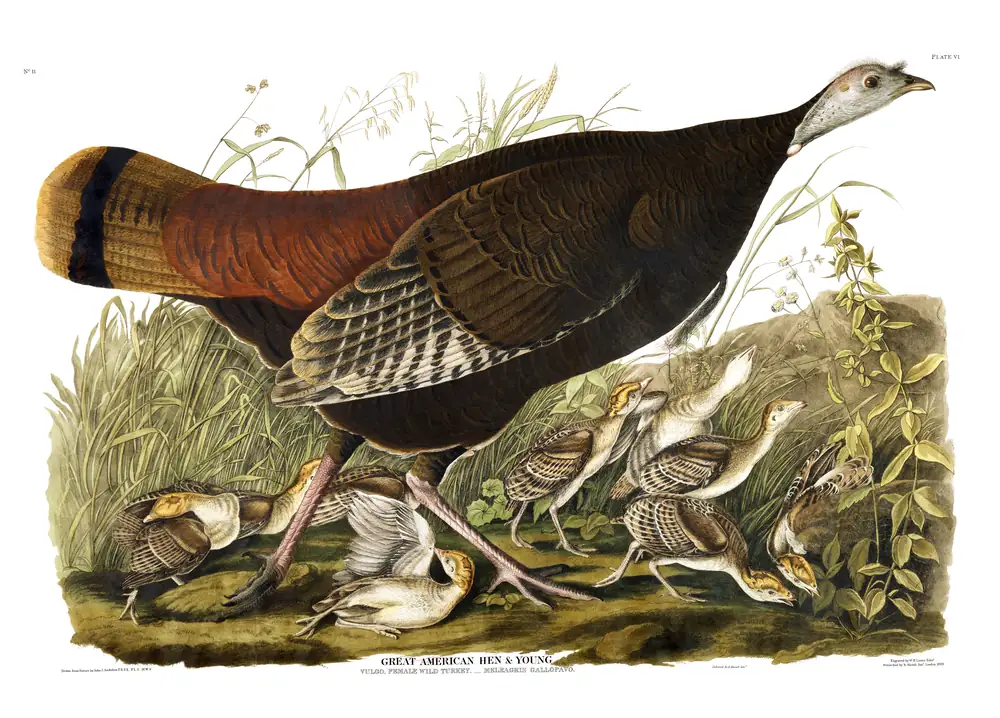 The whole sheet of plate 6, with its engraved caption