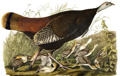 Plate 6 of Audubon's The Birds of America: Wild Turkey (Meleagris gallopavo)