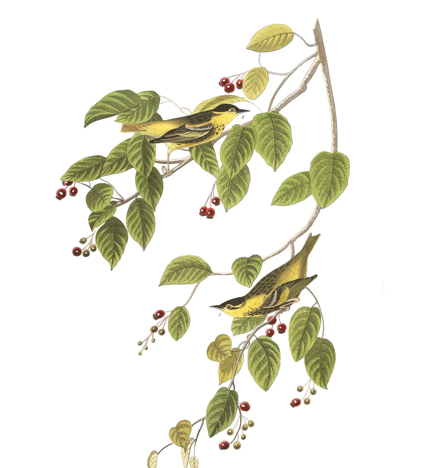 Plate 60 of Audubon's The Birds of America: “Carbonated Warbler”, not identified