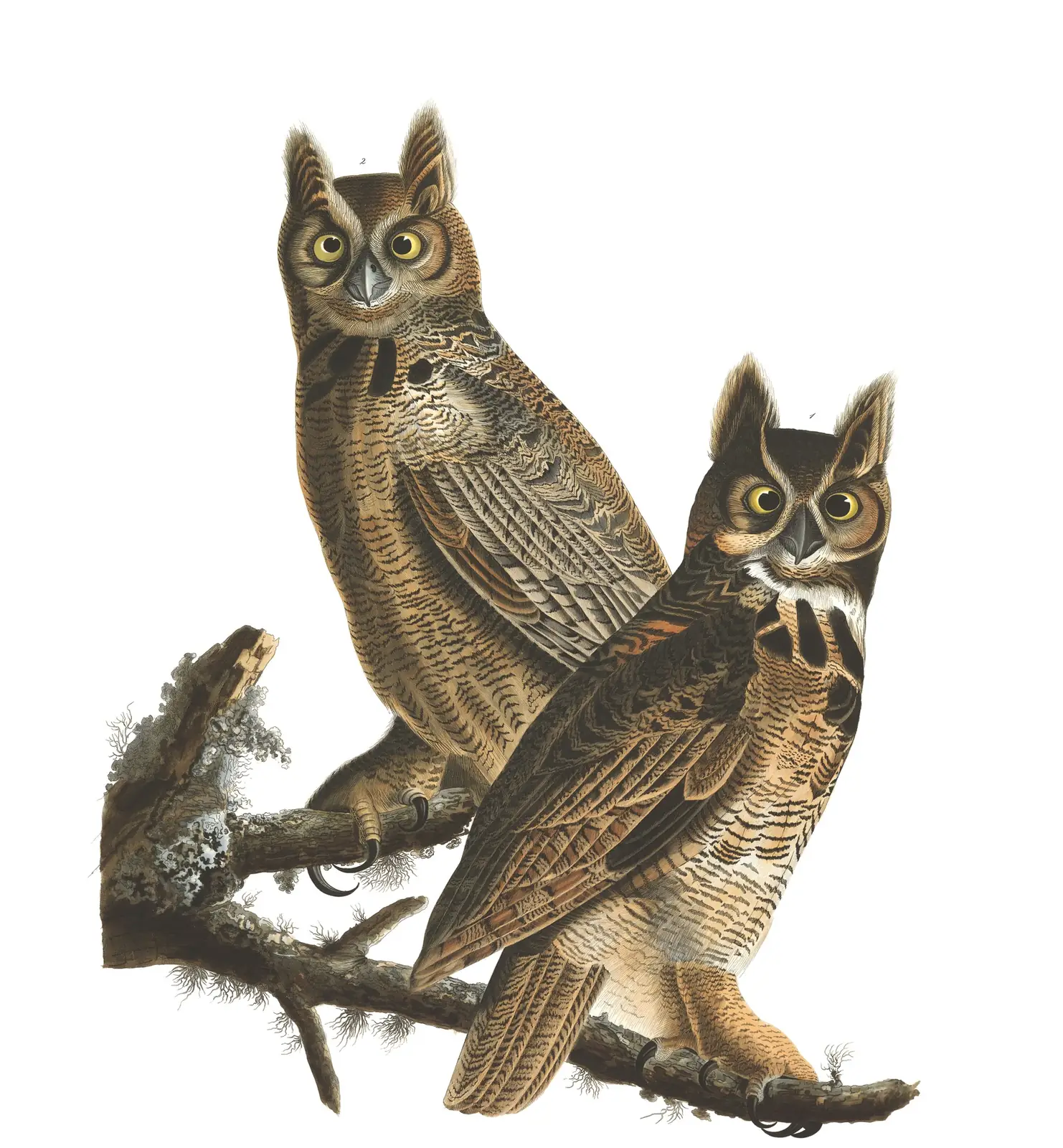 Plate 61 of Audubon's The Birds of America: Great Horned Owl (Bubo virginianus)