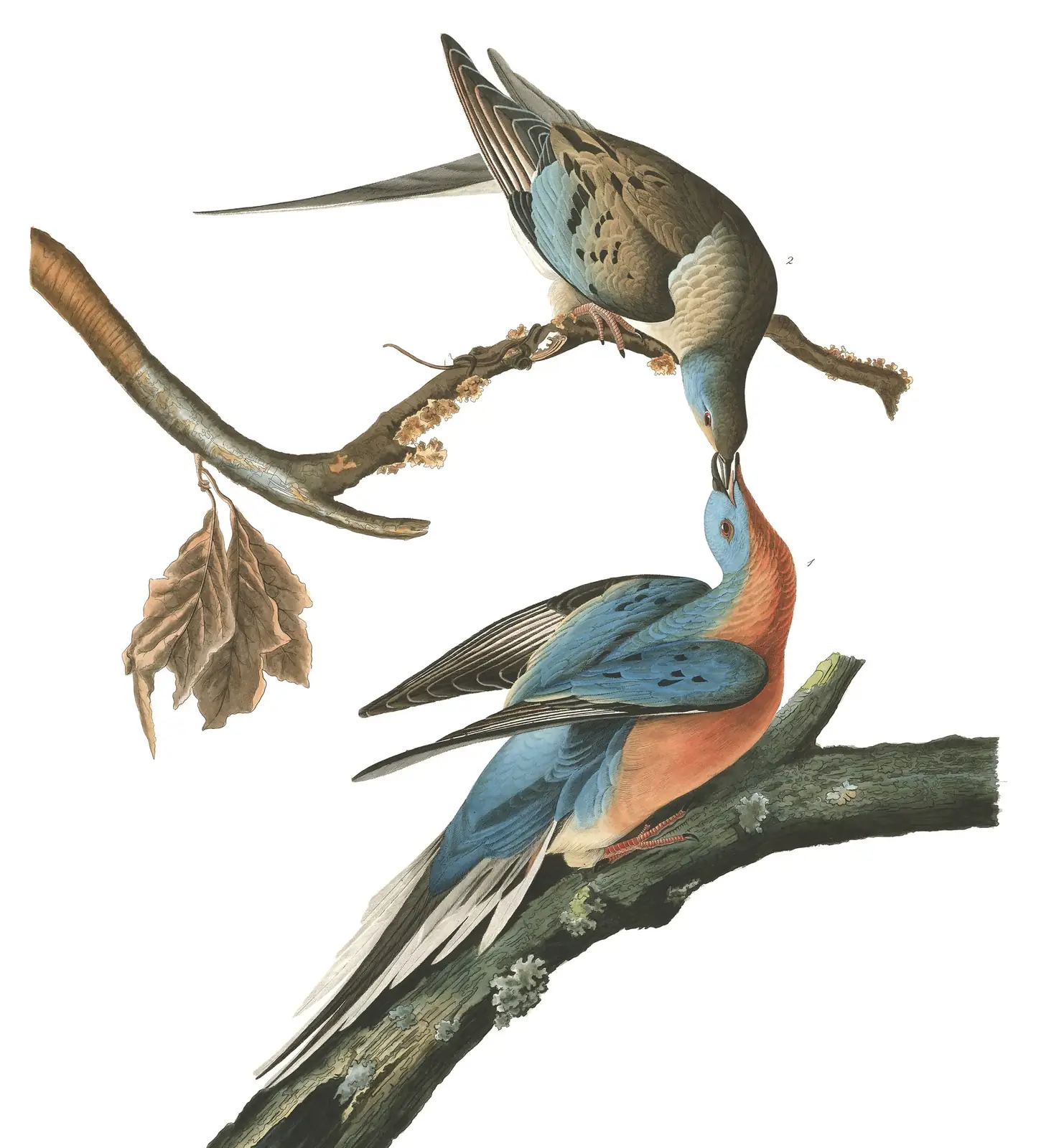 Plate 62 of Audubon's The Birds of America: Passenger Pigeon (Ectopistes migratorius)