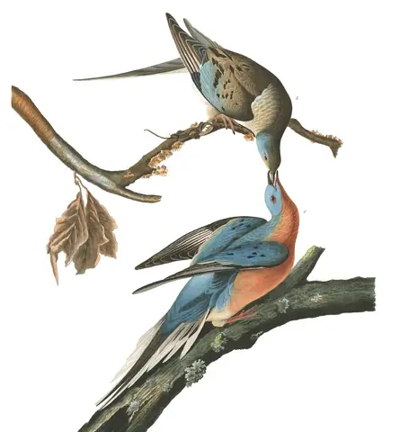 Plate 62 of Audubon's The Birds of America: Passenger Pigeon (Ectopistes migratorius)
