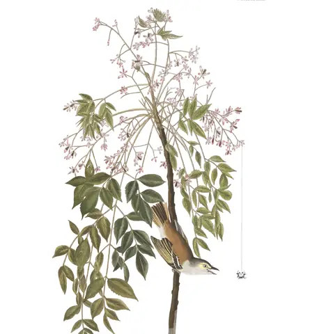 Plate 63 of Audubon's The Birds of America: White-eyed Vireo (Vireo griseus)