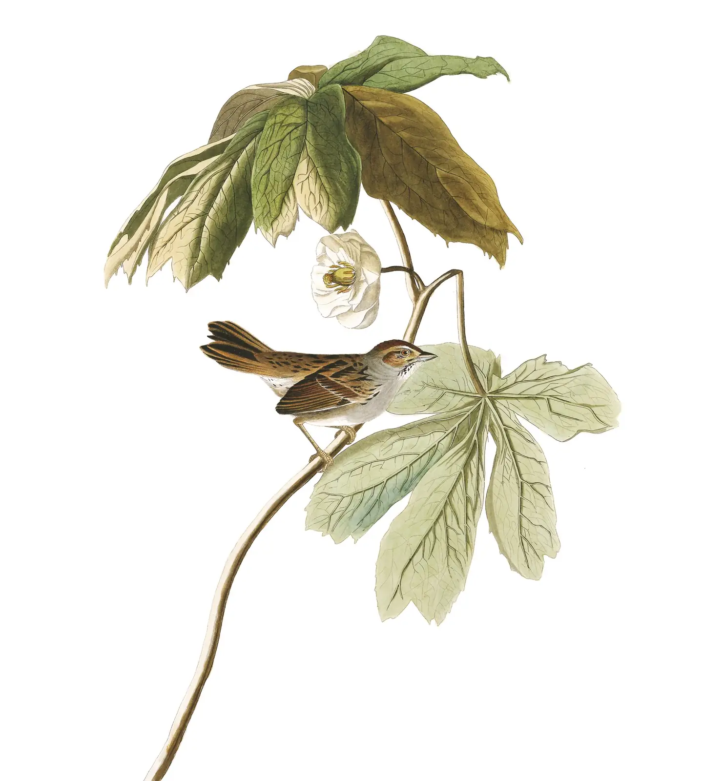 Plate 64 of Audubon's The Birds of America: Swamp Sparrow (Melospiza georgiana)