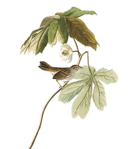 Plate 64 of Audubon's The Birds of America: Swamp Sparrow (Melospiza georgiana)