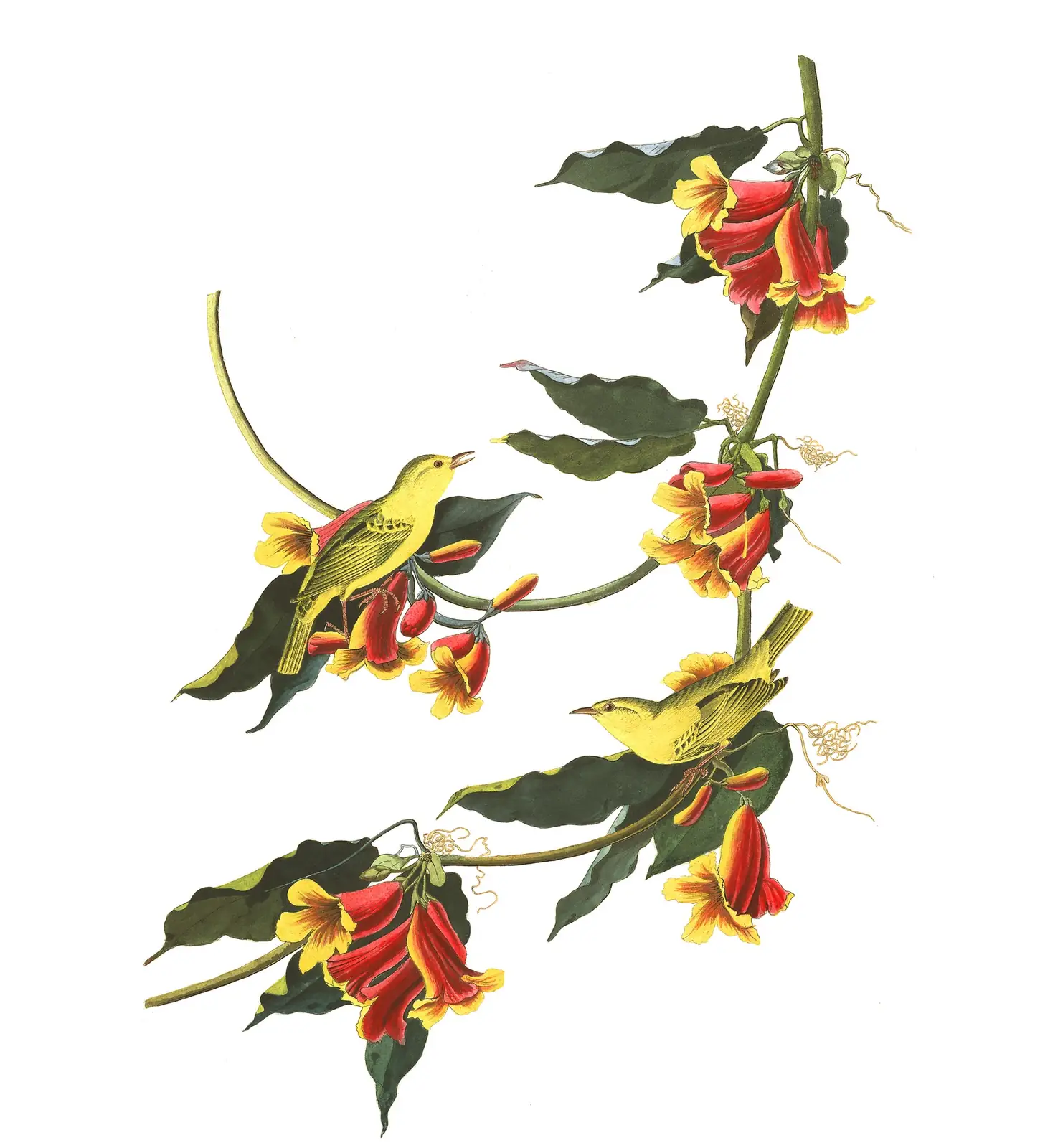 Plate 65 of Audubon's The Birds of America: Northern Yellow Warbler (Setophaga aestiva)