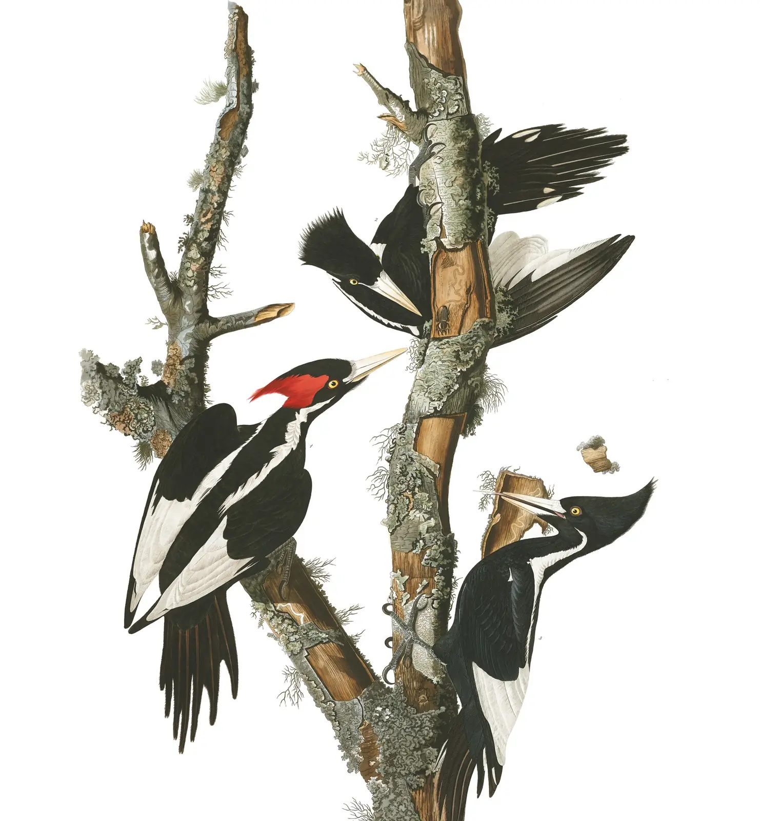 Plate 66 of Audubon's The Birds of America: Ivory-billed Woodpecker (Campephilus principalis)