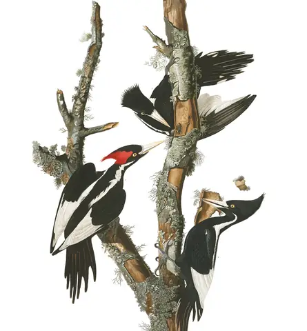 Plate 66 of Audubon's The Birds of America: Ivory-billed Woodpecker (Campephilus principalis)