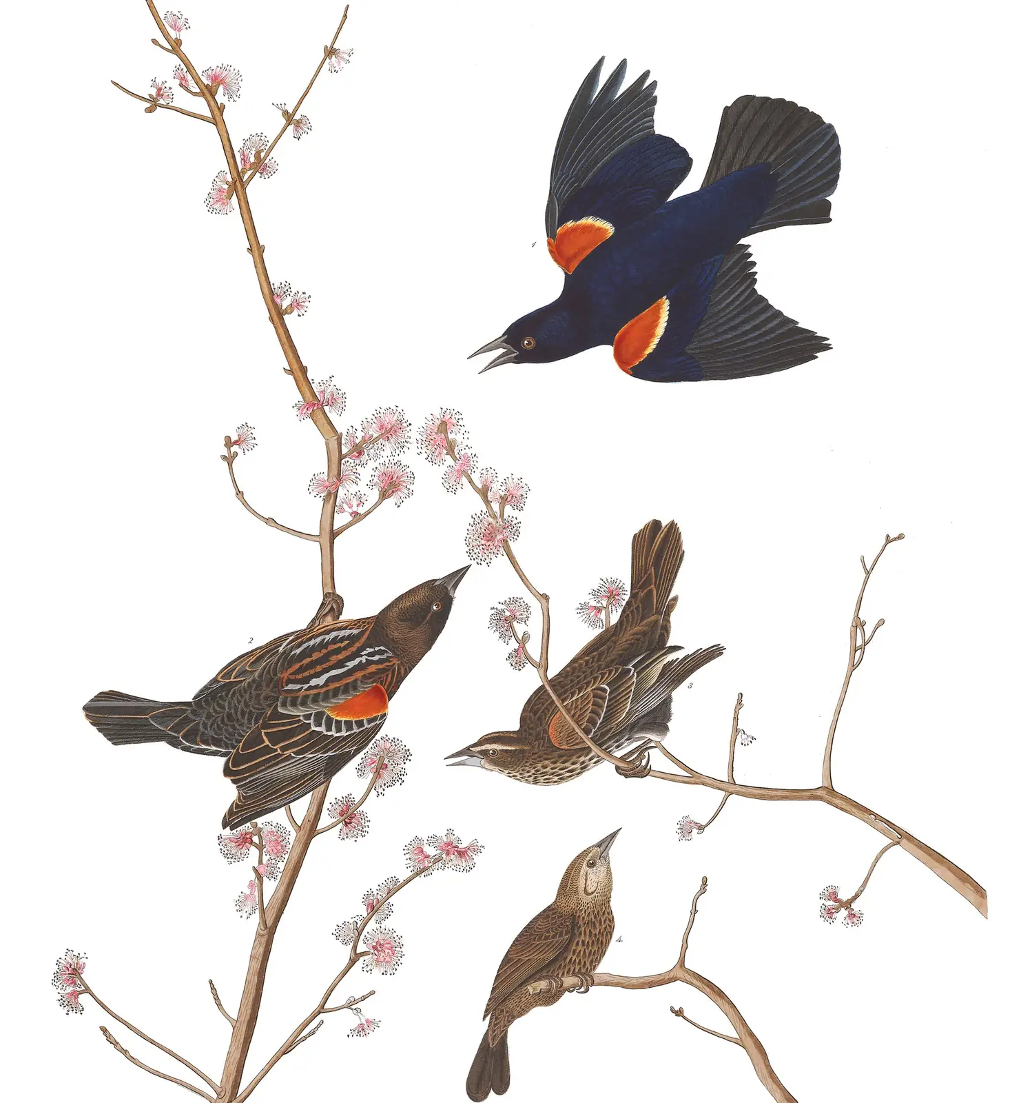 Plate 67 of Audubon's The Birds of America: Red-winged Blackbird (Agelaius phoeniceus)