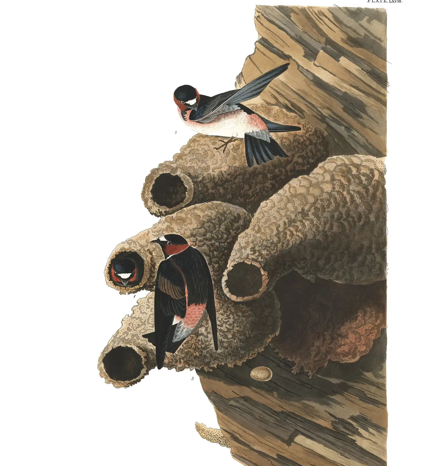 Plate 68 of Audubon's The Birds of America: Cliff Swallow (Petrochelidon pyrrhonota)