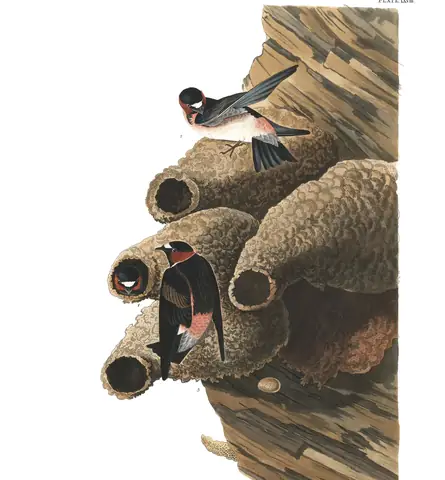 Plate 68 of Audubon's The Birds of America: Cliff Swallow (Petrochelidon pyrrhonota)