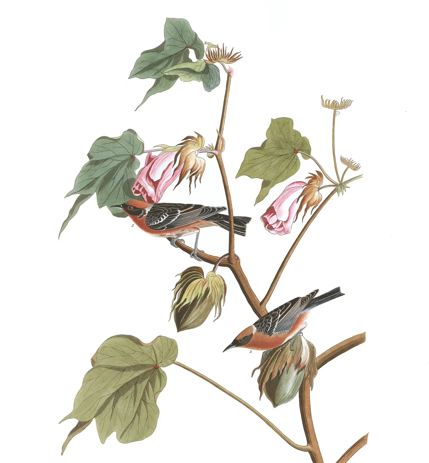 Plate 69 of Audubon's The Birds of America: Bay-breasted Warbler (Setophaga castanea)