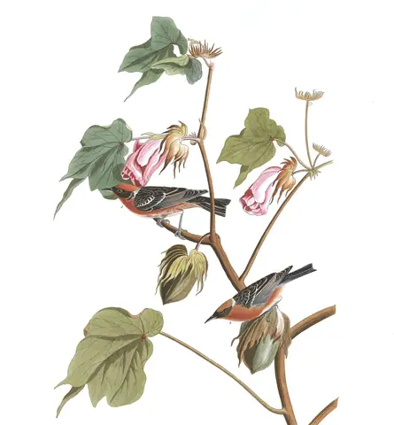 Plate 69 of Audubon's The Birds of America: Bay-breasted Warbler (Setophaga castanea)