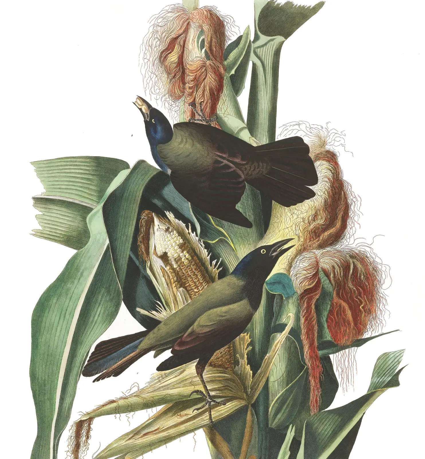 Plate 7 of Audubon's The Birds of America: Common Grackle (Quiscalus quiscula)