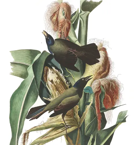 Plate 7 of Audubon's The Birds of America: Common Grackle (Quiscalus quiscula)