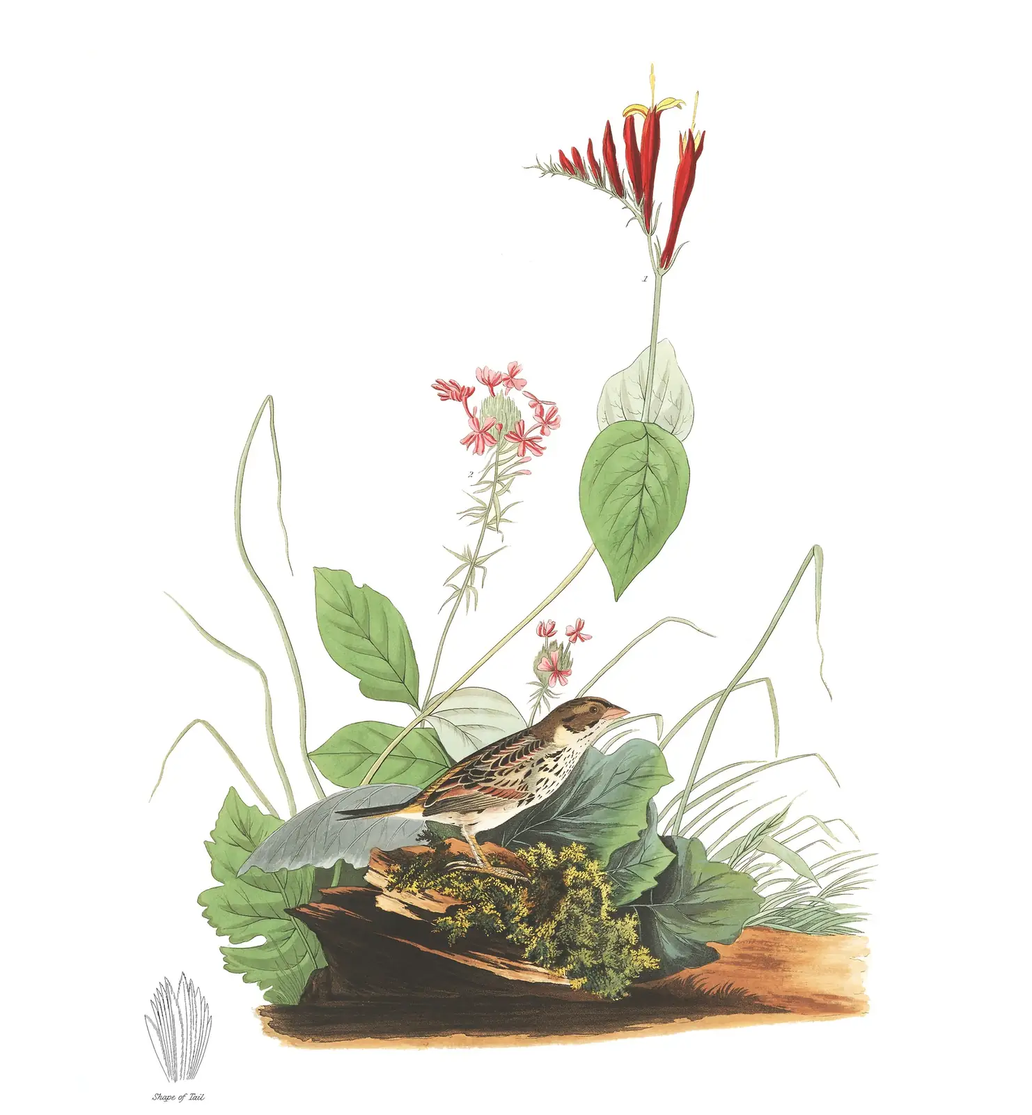 Plate 70 of Audubon's The Birds of America: Henslow's Sparrow (Centronyx henslowii)