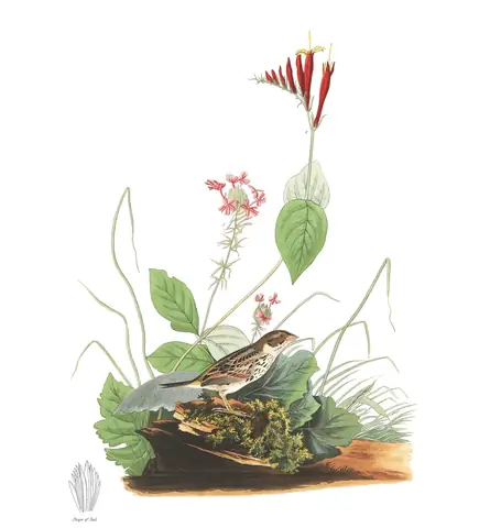 Plate 70 of Audubon's The Birds of America: Henslow's Sparrow (Centronyx henslowii)