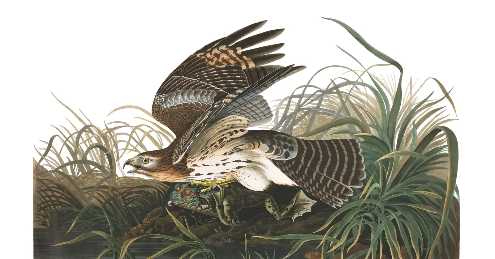 Plate 71 of Audubon's The Birds of America: Red-shouldered Hawk (Buteo lineatus)