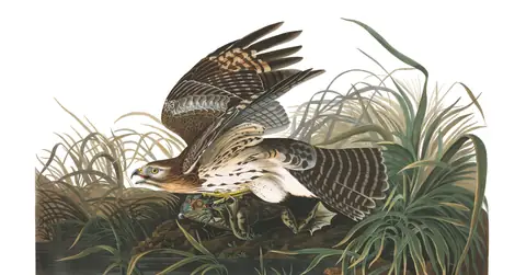 Plate 71 of Audubon's The Birds of America: Red-shouldered Hawk (Buteo lineatus)
