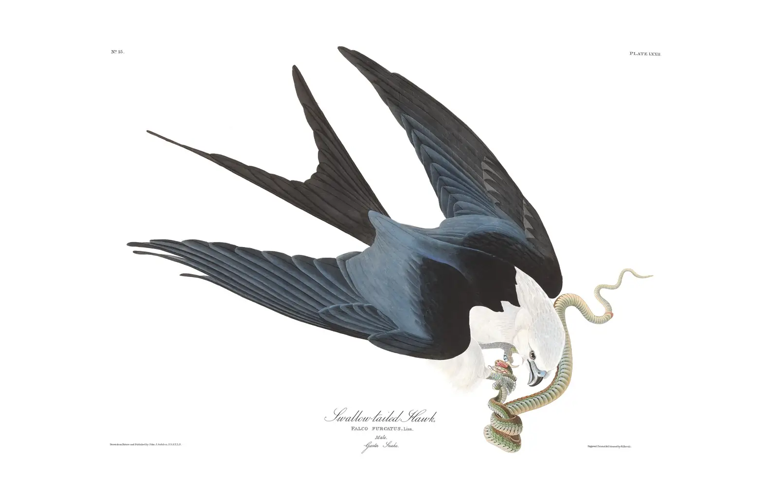Plate 72 of Audubon's The Birds of America: Swallow-tailed Kite (Elanoides forficatus)