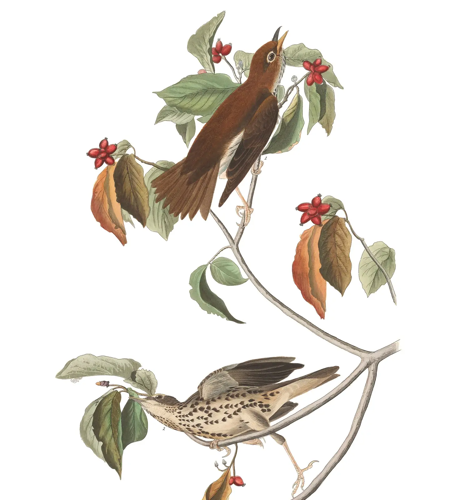 Plate 73 of Audubon's The Birds of America: Wood Thrush (Hylocichla mustelina)