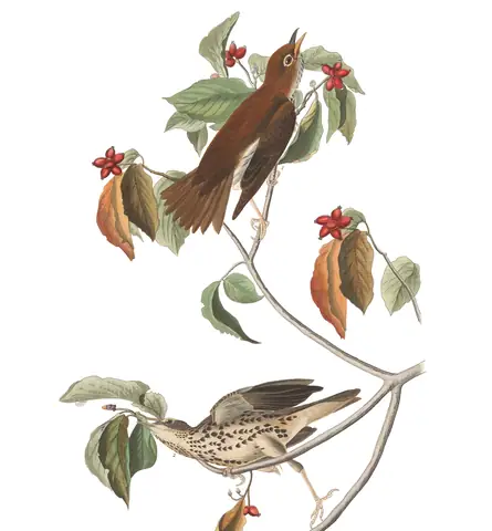 Plate 73 of Audubon's The Birds of America: Wood Thrush (Hylocichla mustelina)