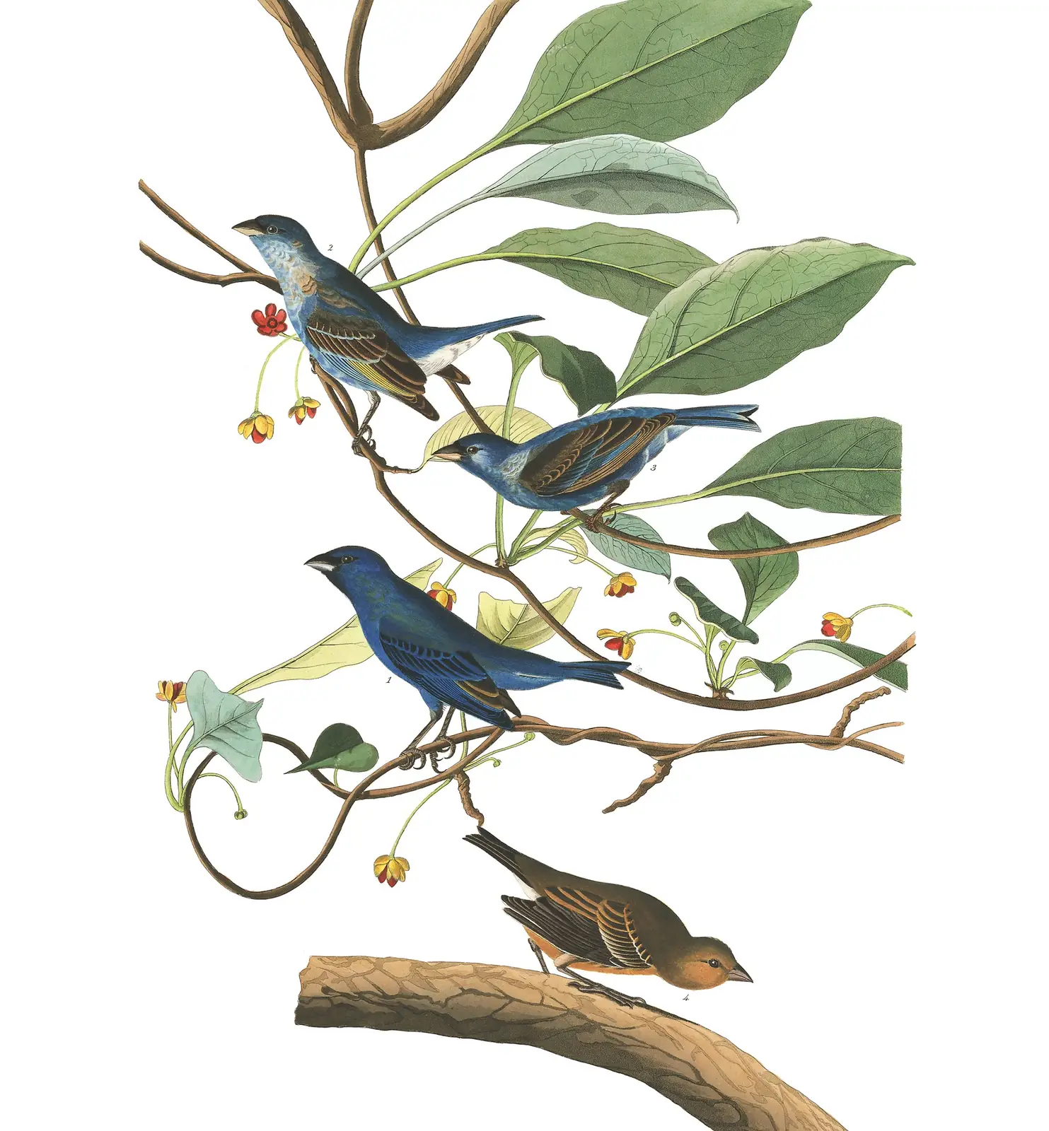 Plate 74 of Audubon's The Birds of America: Indigo Bunting (Passerina cyanea)