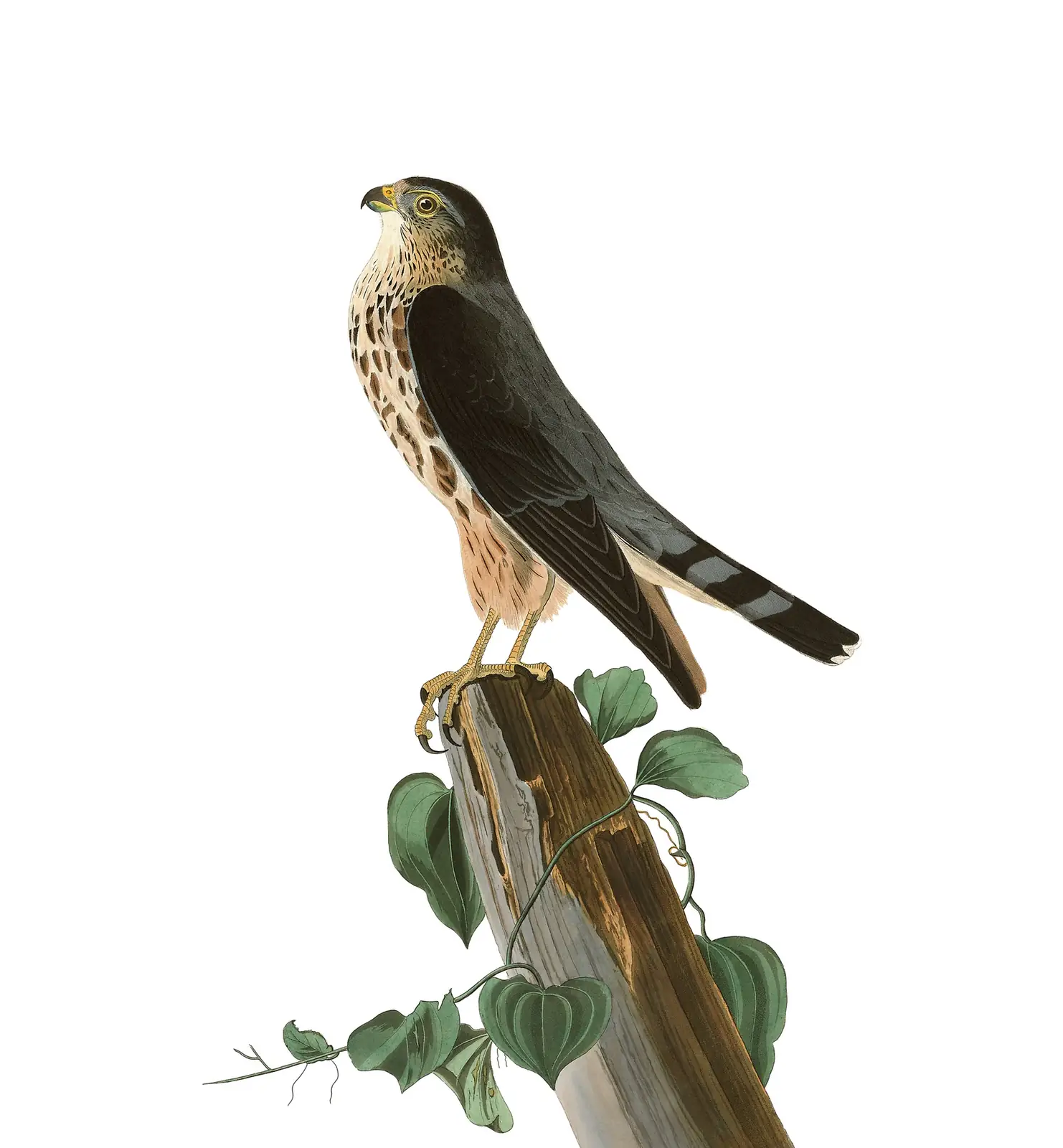 Plate 75 of Audubon's The Birds of America: Merlin (Falco columbarius)