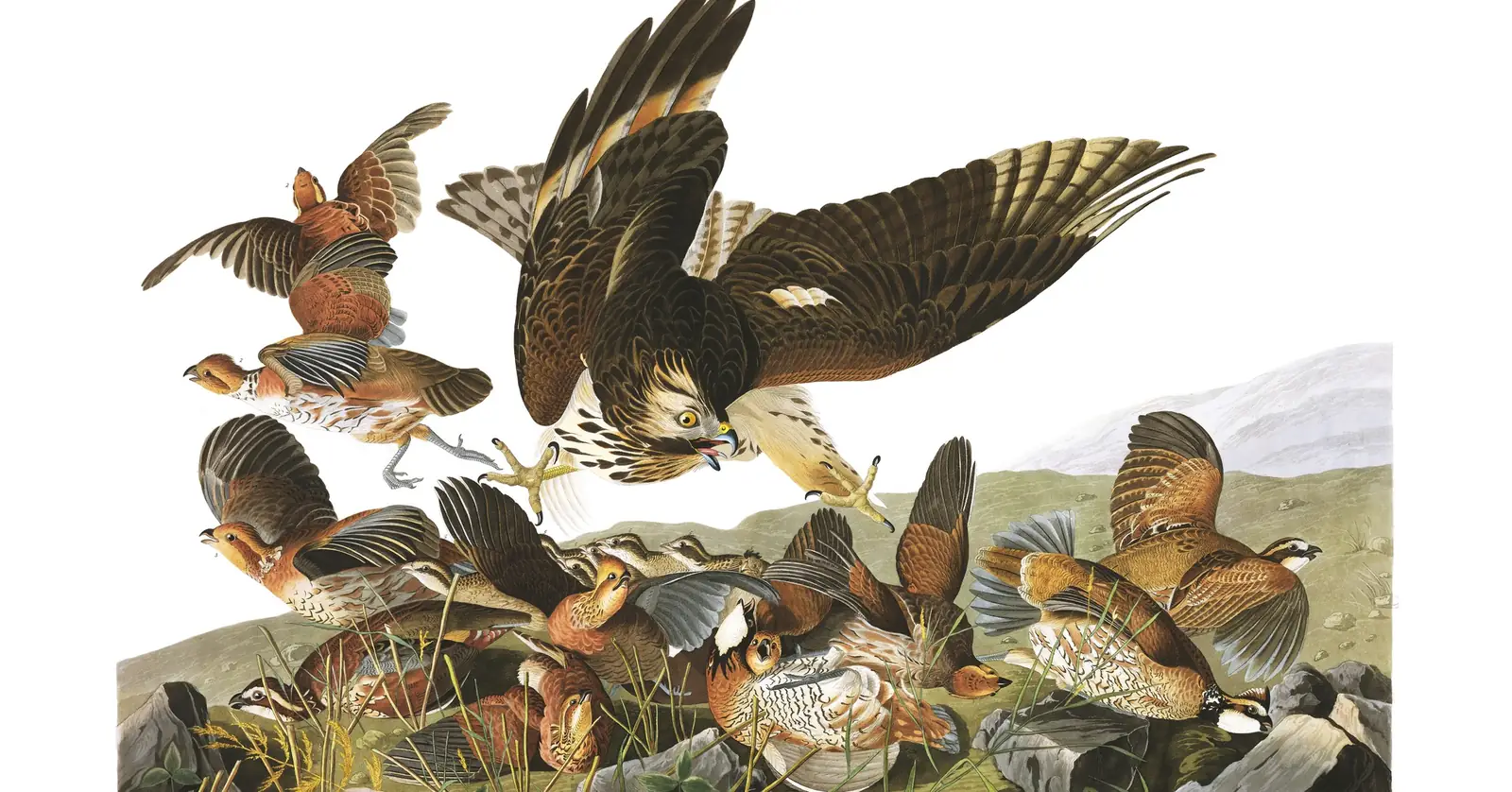 Plate 76 of Audubon's The Birds of America: Northern Bobwhite (Colinus virginianus)