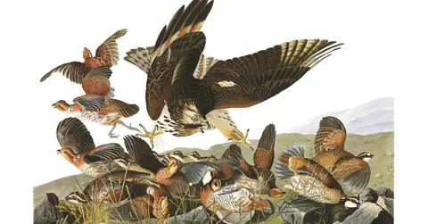 Plate 76 of Audubon's The Birds of America: Northern Bobwhite (Colinus virginianus)