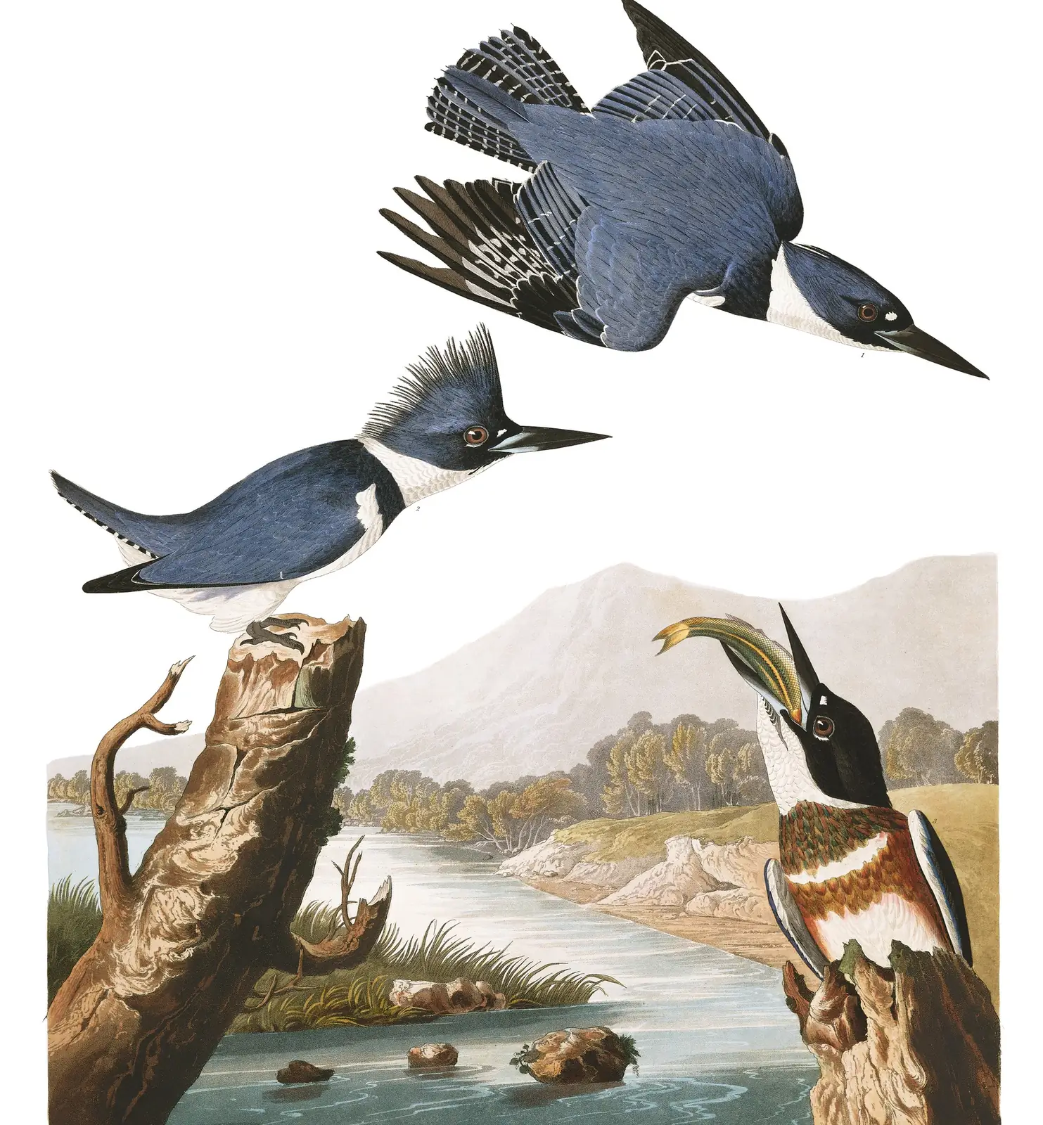 Plate 77 of Audubon's The Birds of America: Belted Kingfisher (Megaceryle alcyon)