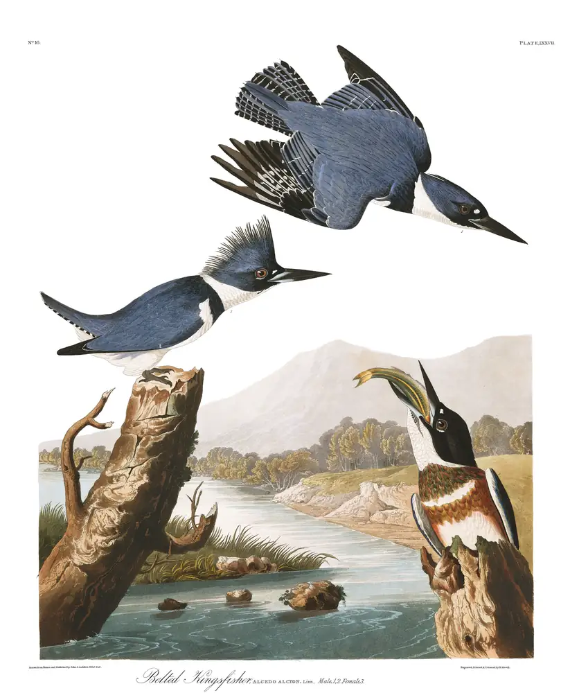 The whole sheet of plate 77, with its engraved caption