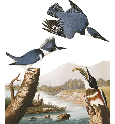 Plate 77 of Audubon's The Birds of America: Belted Kingfisher (Megaceryle alcyon)